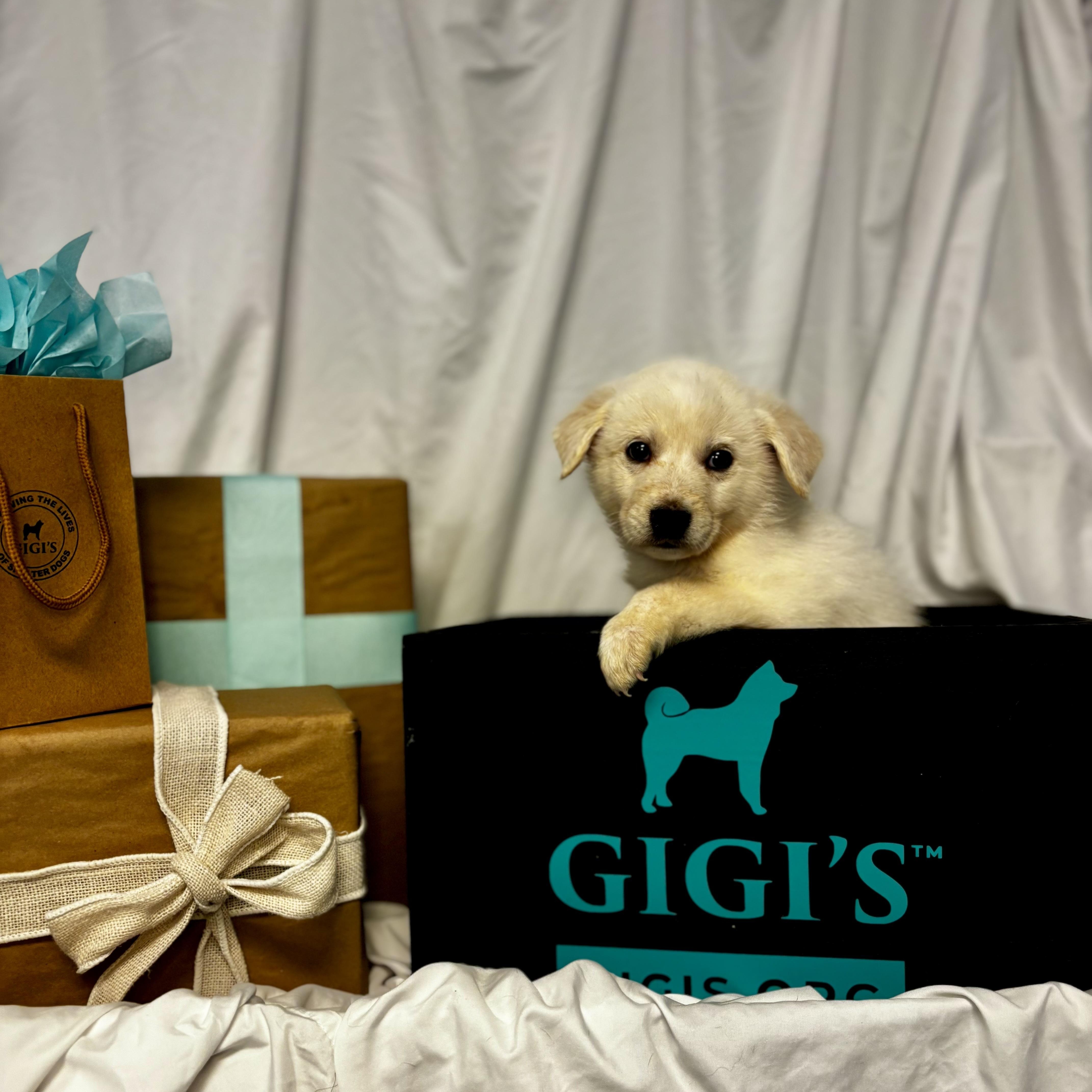 Ornament, an adoptable Mixed Breed in Canal Winchester, OH image 2/2