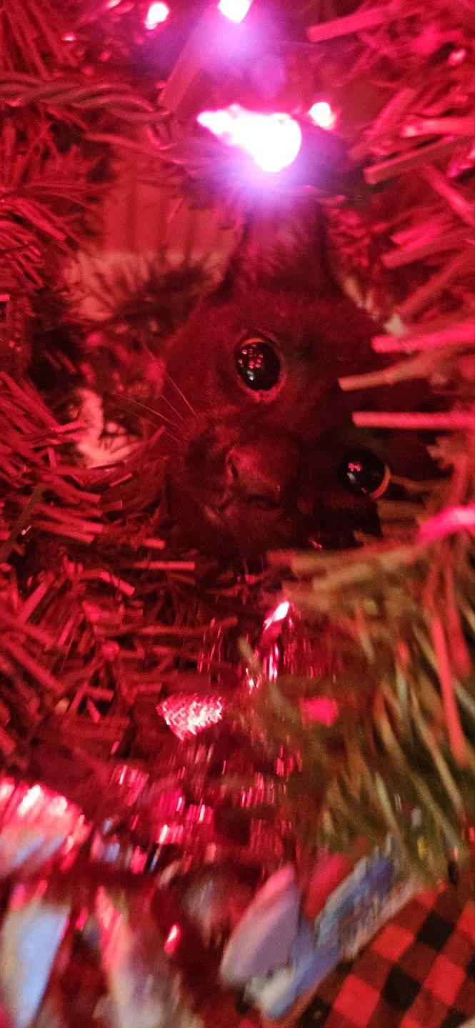 Alex, a hold Domestic Short Hair in Hamburg, NY image 3/3