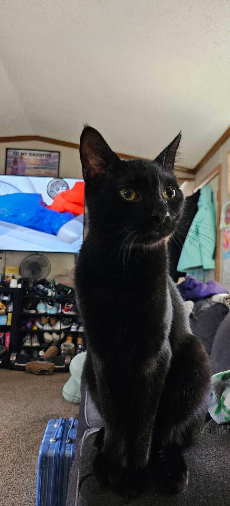 Alex, a hold Domestic Short Hair in Hamburg, NY image 2/3