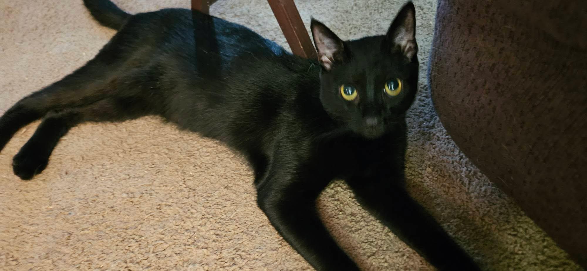 Alex, ADOPTABLE, Young Male Domestic Short Hair.