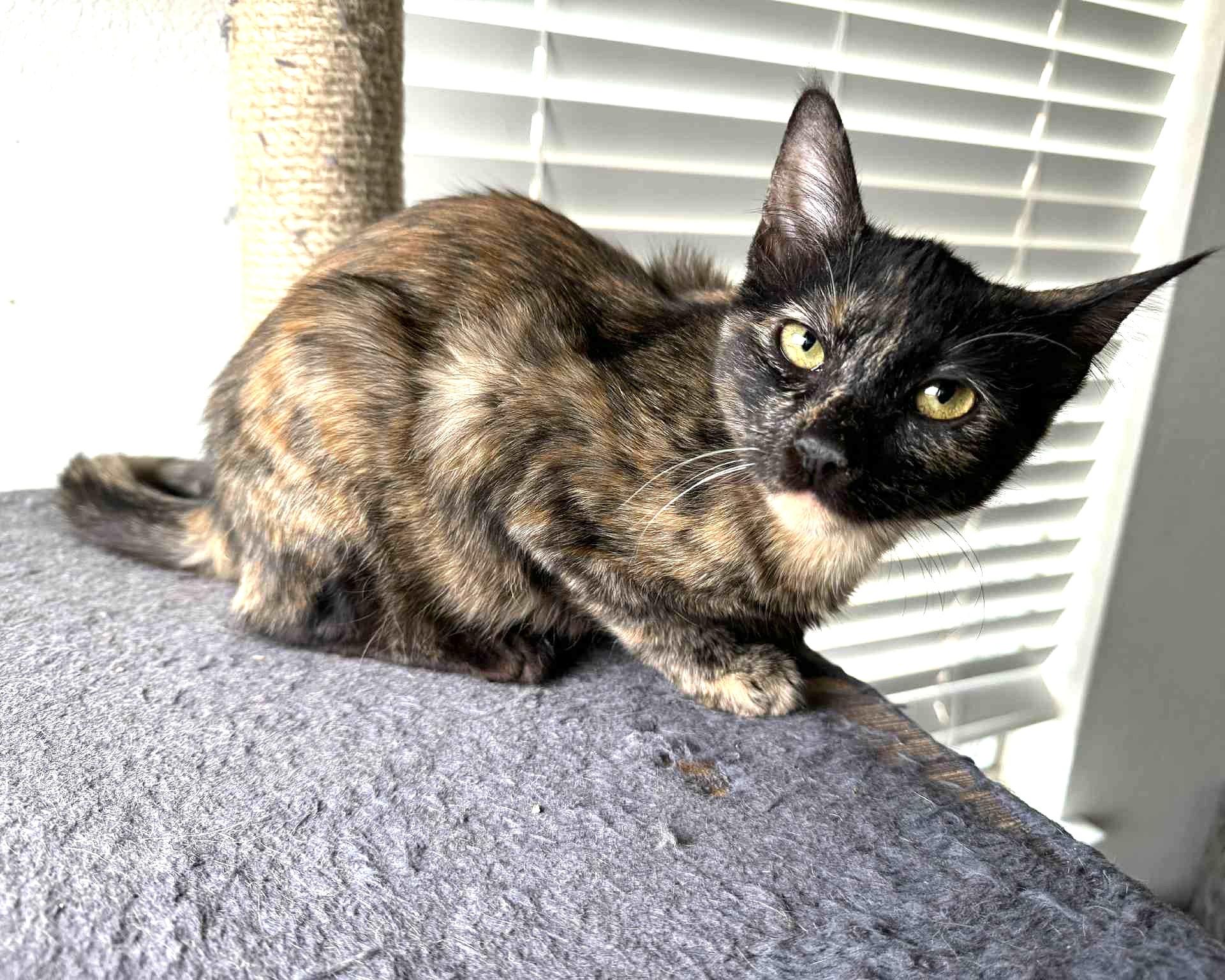 Enlarge Soma (unusual sepia coloring), a Adoptable Domestic Short Hair in Allen, TX image 5/6