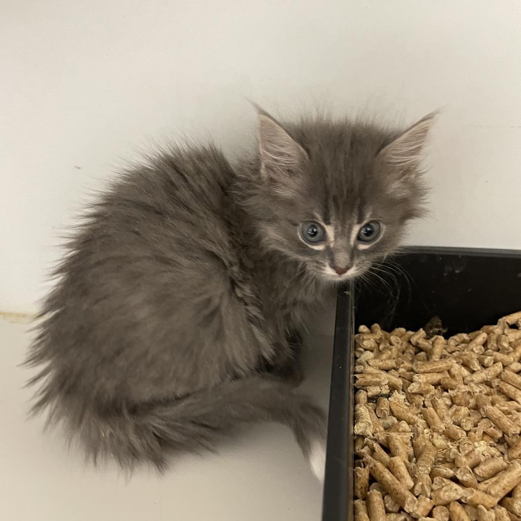 Opal, Adoptable, Kitten Female Domestic Medium Hair.