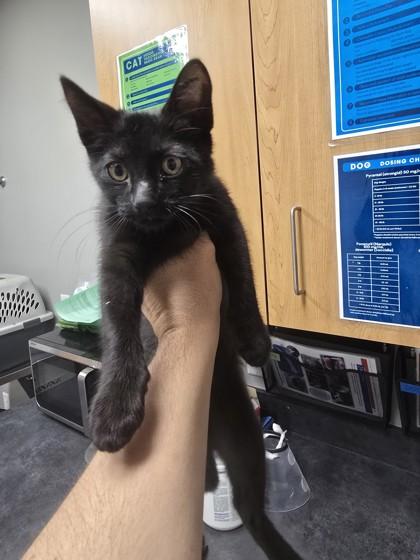 Boo, Adoptable, Adult Male Domestic Short Hair & Domestic Short Hair.