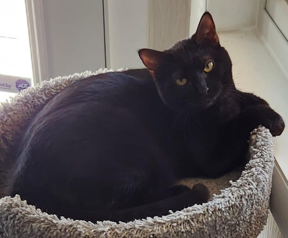 Shadow, a Adoptable Domestic Short Hair in Philadelphia, PA image 3/6