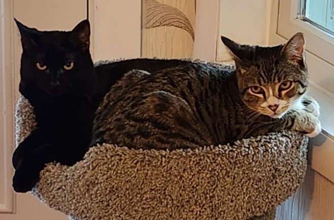 Shadow, a Adoptable Domestic Short Hair in Philadelphia, PA image 4/6