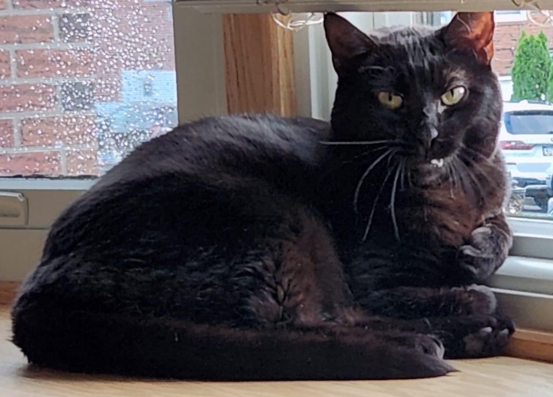 Shadow, Adoptable, Adult Female Domestic Short Hair.