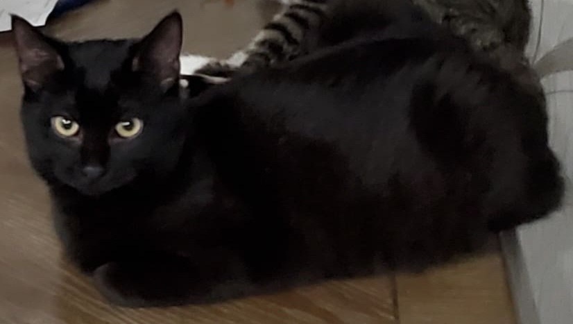 Shadow, a Adoptable Domestic Short Hair in Philadelphia, PA image 2/6