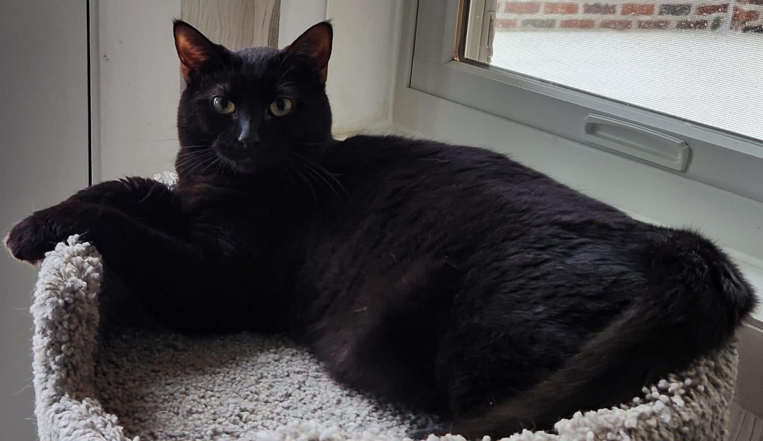 Shadow, a Adoptable Domestic Short Hair in Philadelphia, PA image 5/6