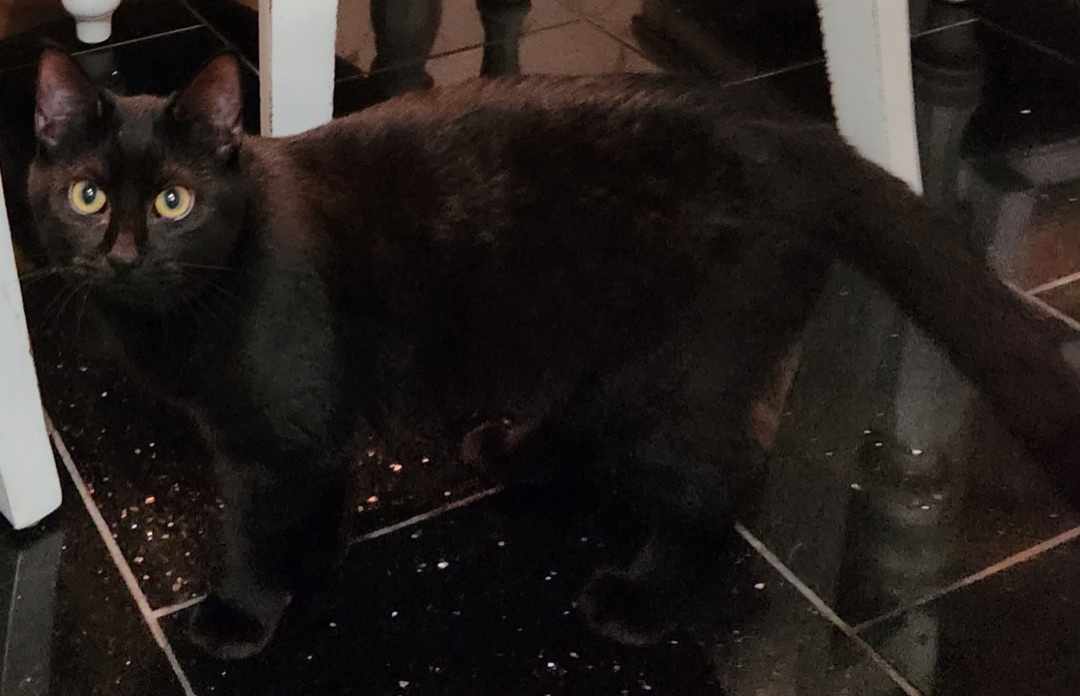 Shadow, a Adoptable Domestic Short Hair in Philadelphia, PA image 6/6