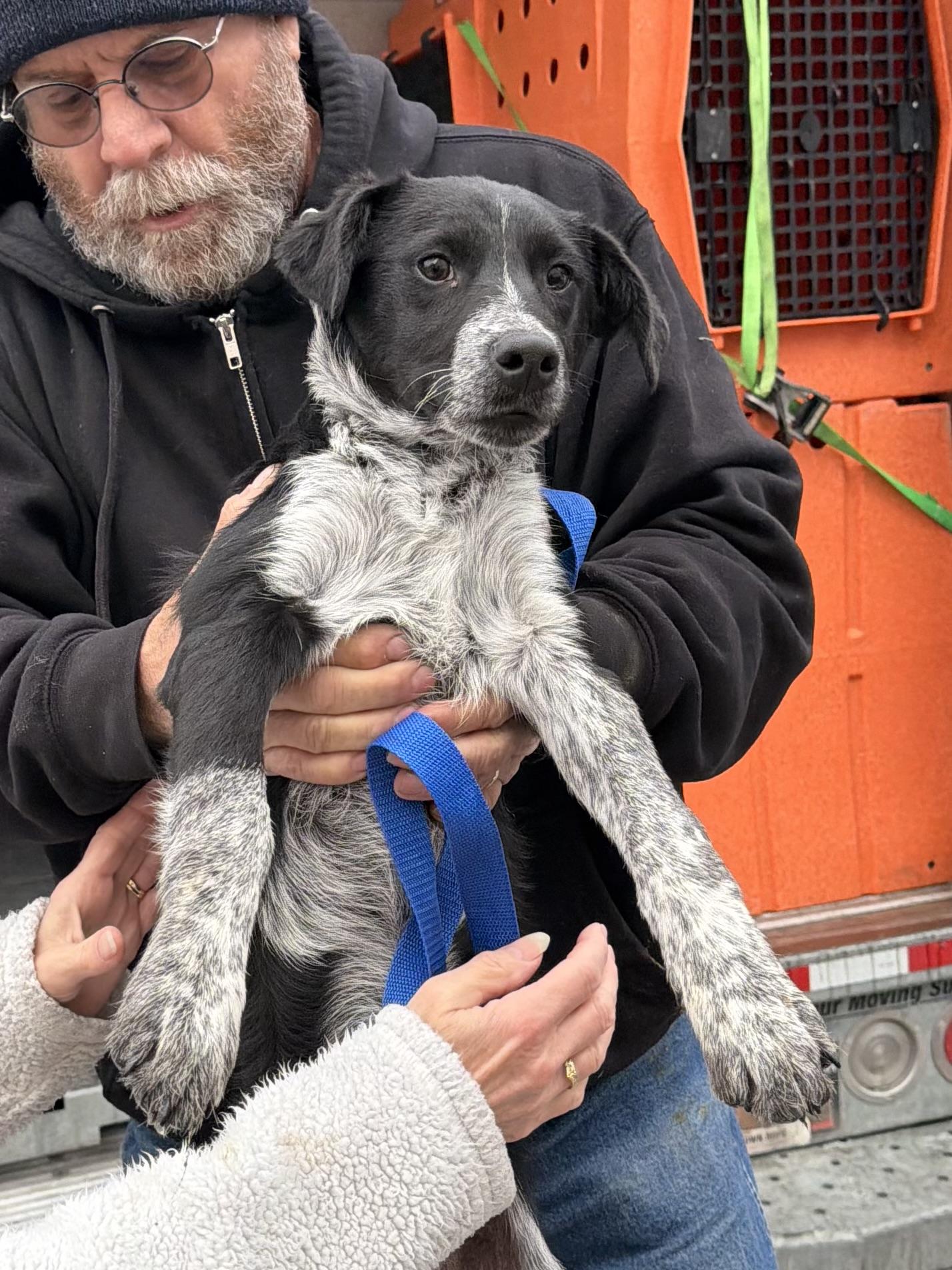 Valentino, Adoptable, Puppy Male Australian Shepherd.