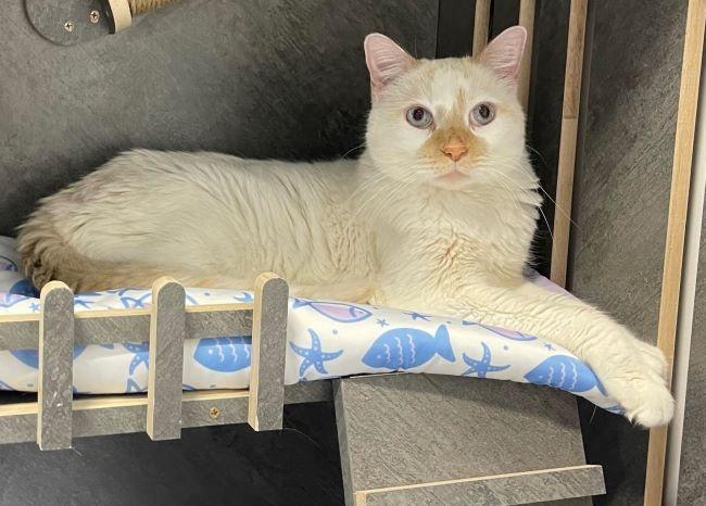 Enlarge CASPER, a ADOPTABLE Siamese in Madison, WI image 4/6