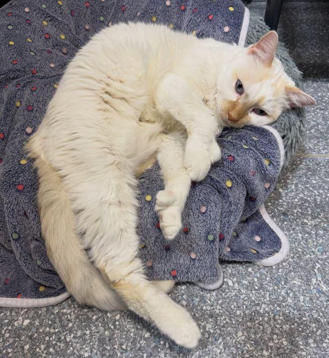 Enlarge CASPER, a ADOPTABLE Siamese in Madison, WI image 5/6