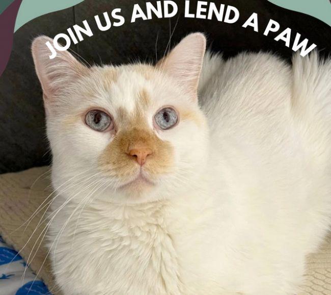 CASPER, ADOPTABLE, Adult Male Siamese.