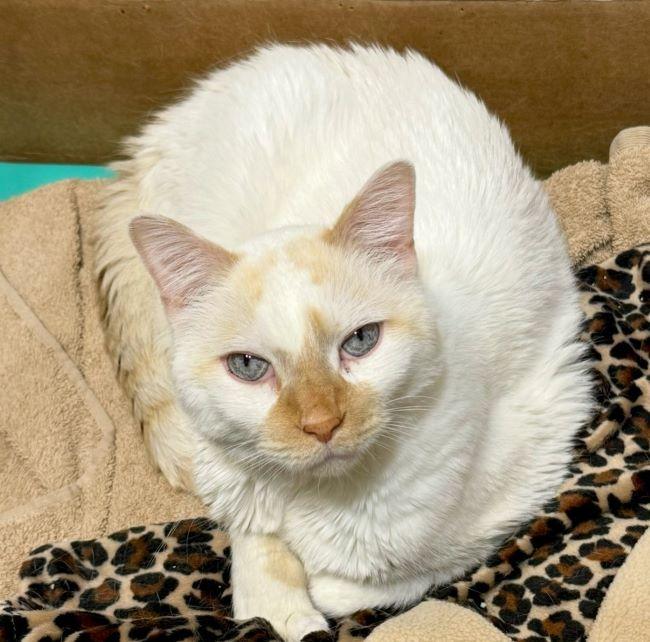 Enlarge CASPER, a ADOPTABLE Siamese in Madison, WI image 2/6