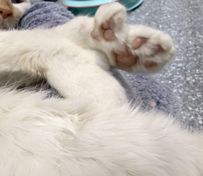 Enlarge CASPER, a ADOPTABLE Siamese in Madison, WI image 6/6