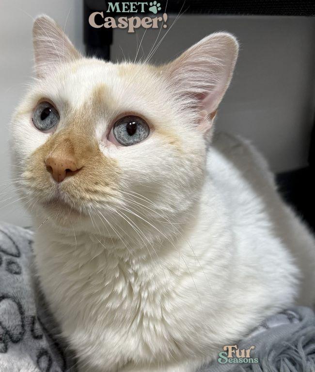 Enlarge CASPER, a ADOPTABLE Siamese in Madison, WI image 3/6