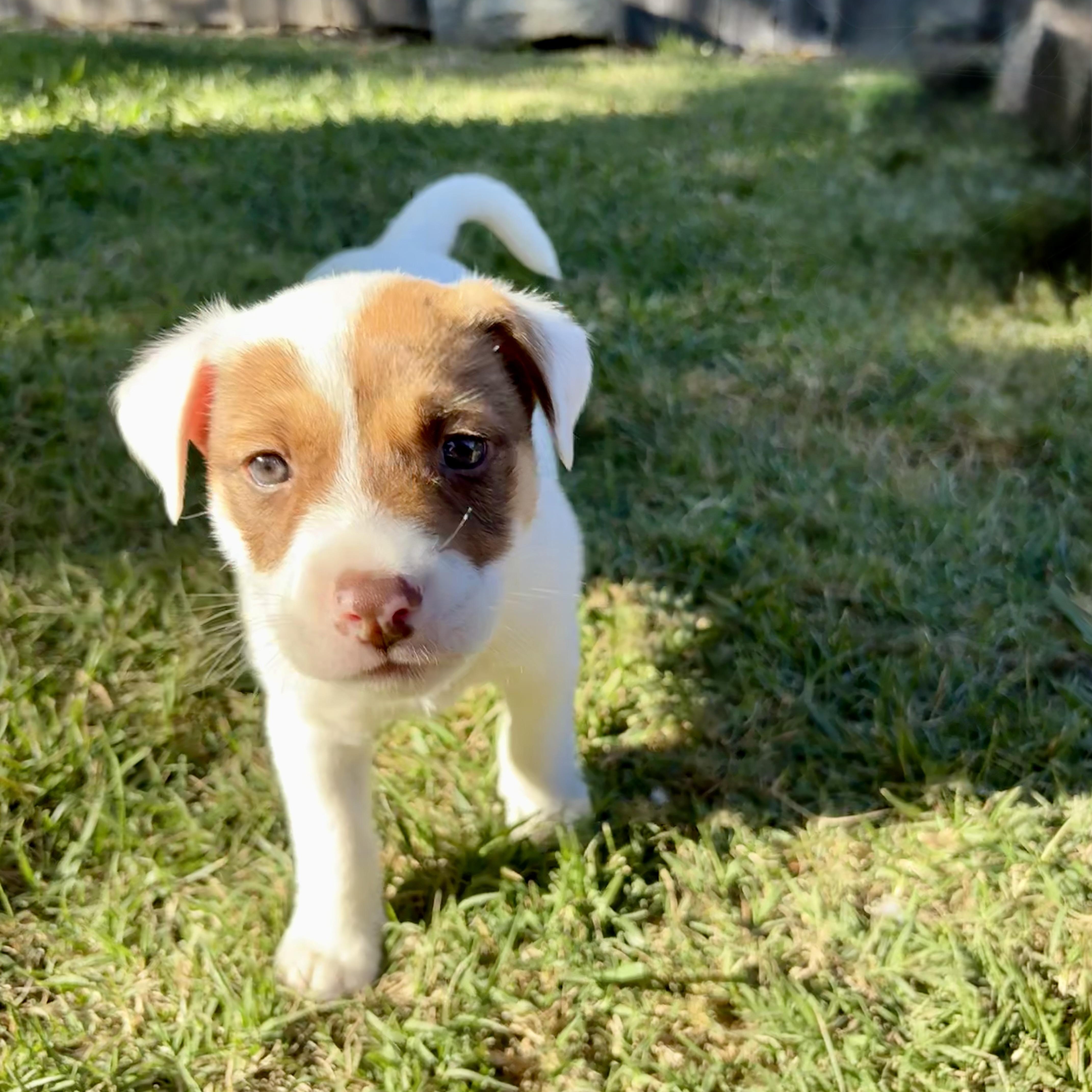 Teddy, an adopted mixed breed in citrus heights, CA image 1/3