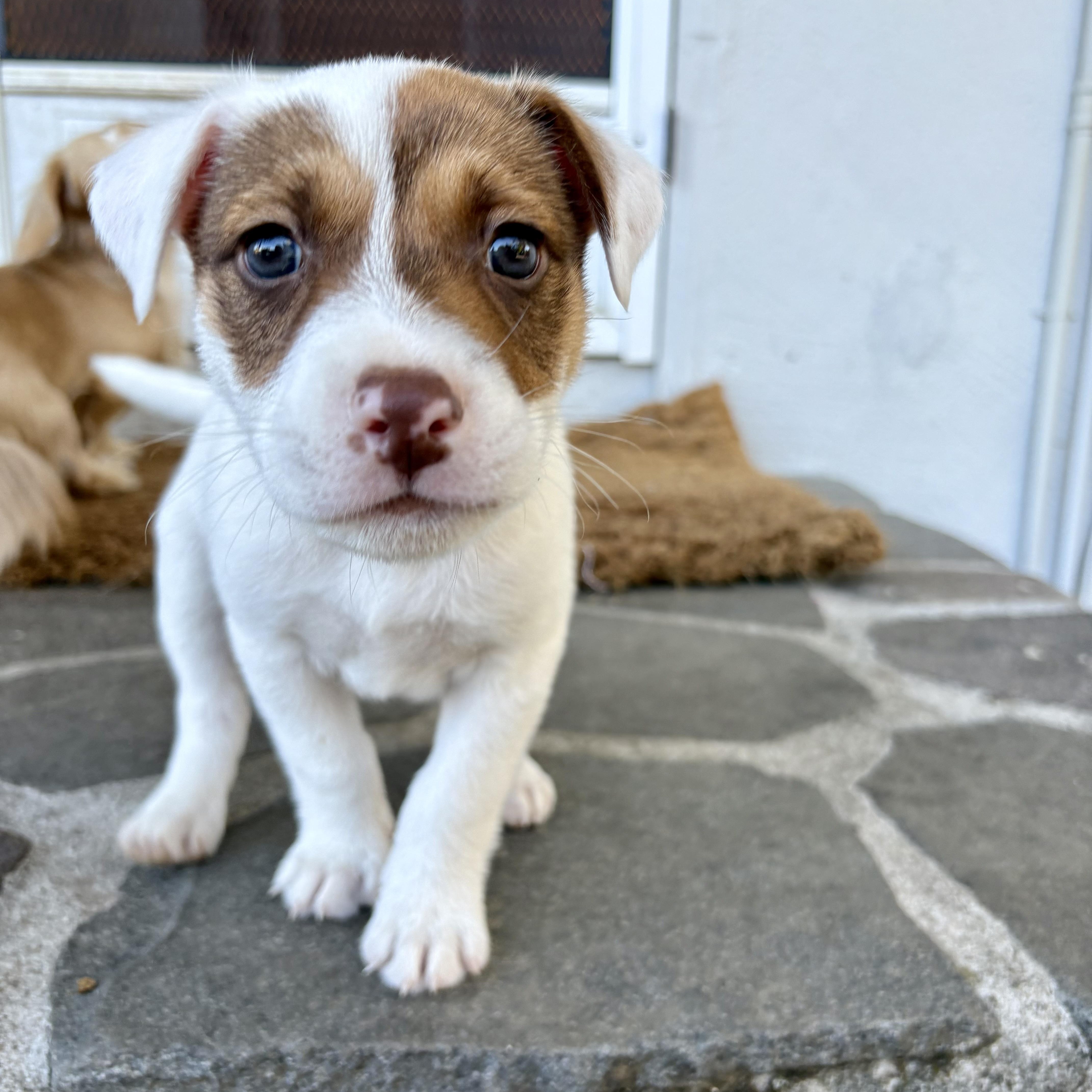 Teddy, an adopted mixed breed in citrus heights, CA image 2/3