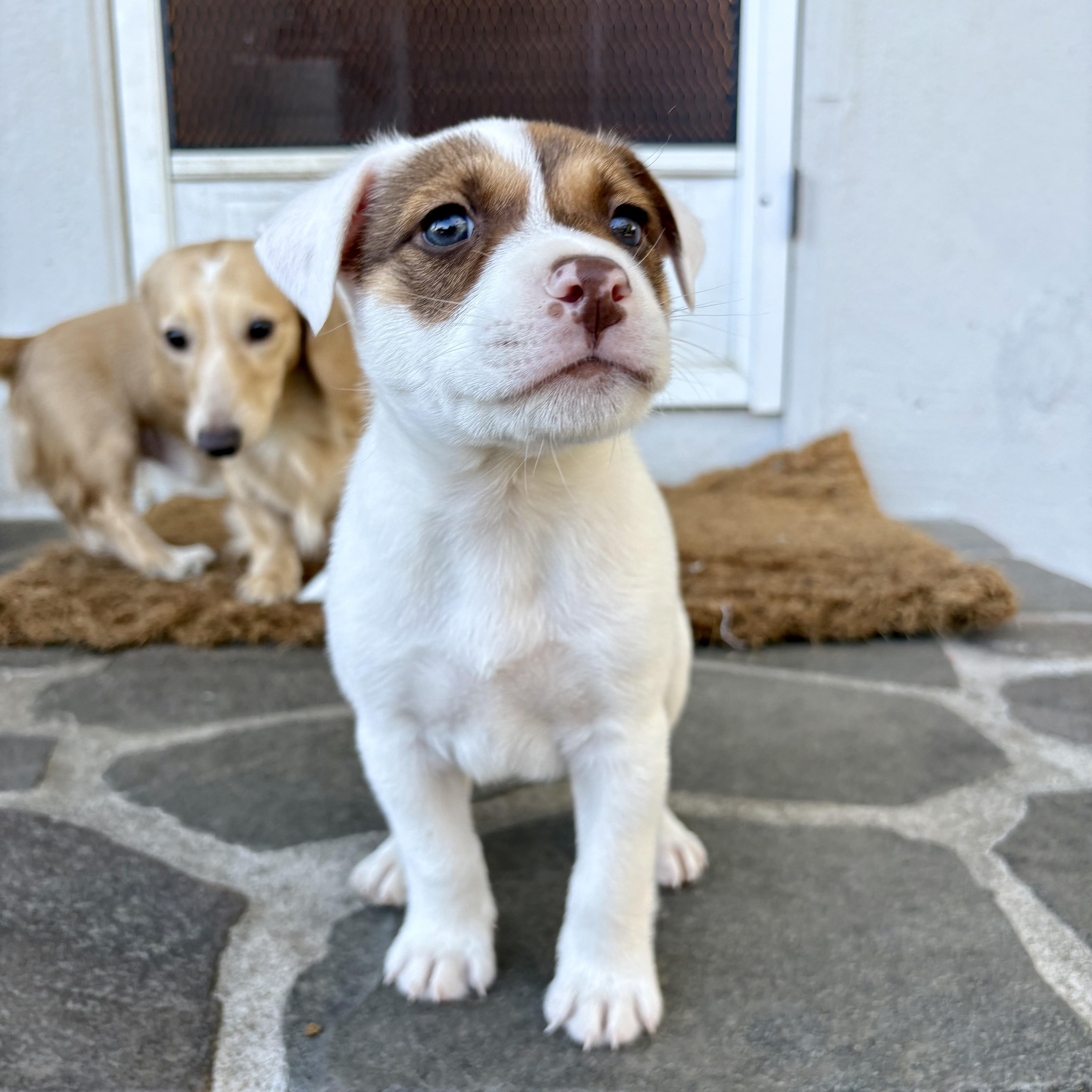 Teddy, an adopted mixed breed in citrus heights, CA image 3/3