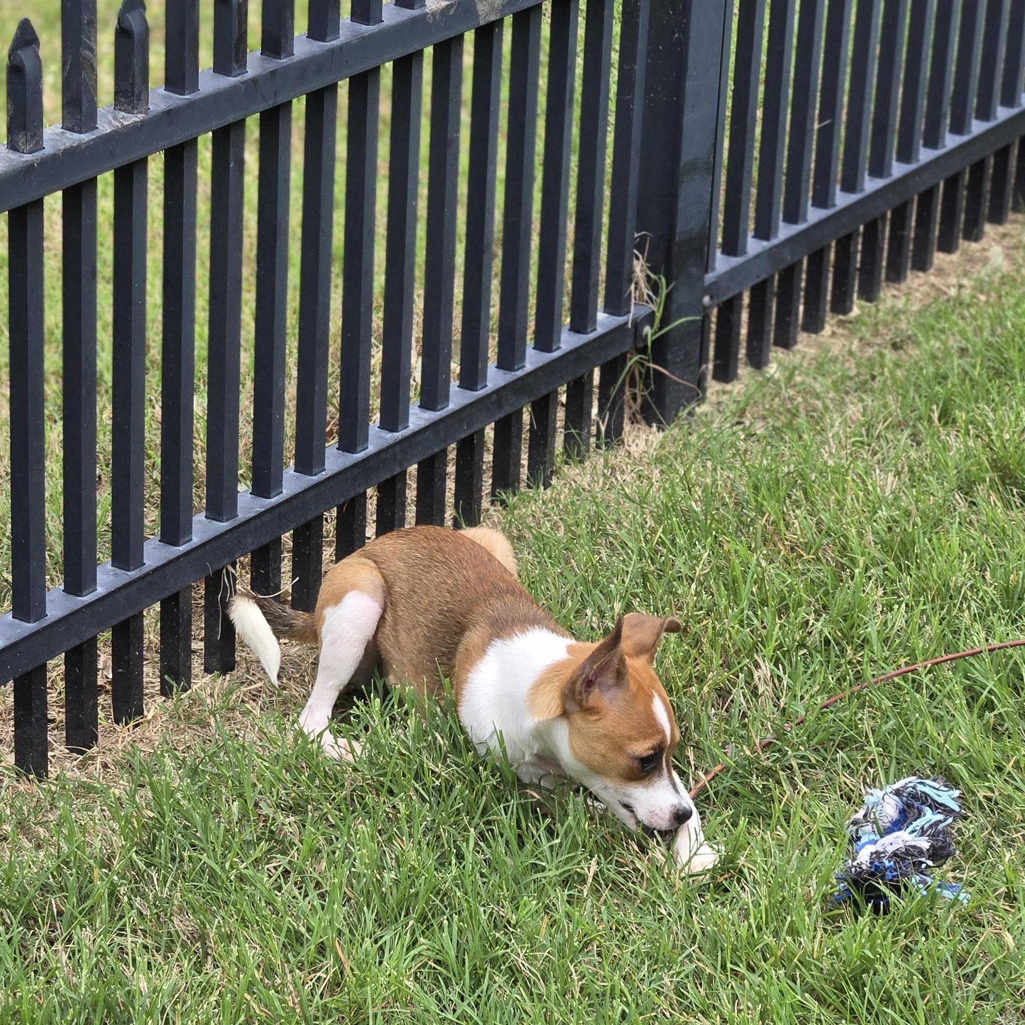 Enlarge Ron, a Adoptable mixed breed in Irving, TX image 2/4