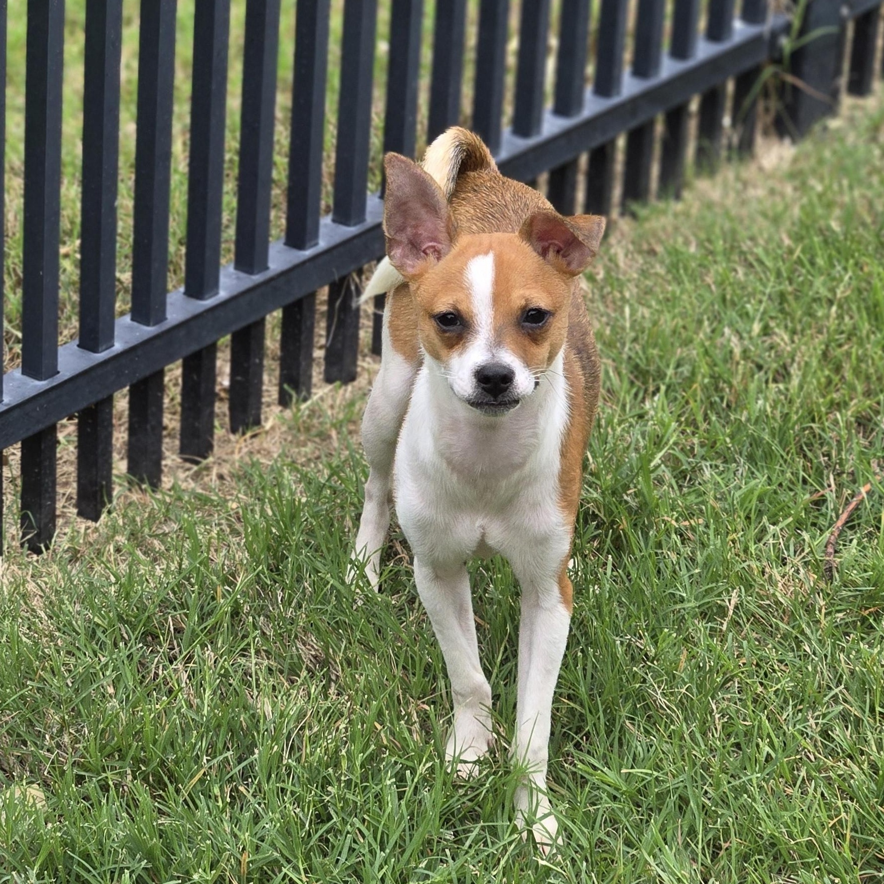 Enlarge Ron, a Adoptable mixed breed in Irving, TX image 4/4