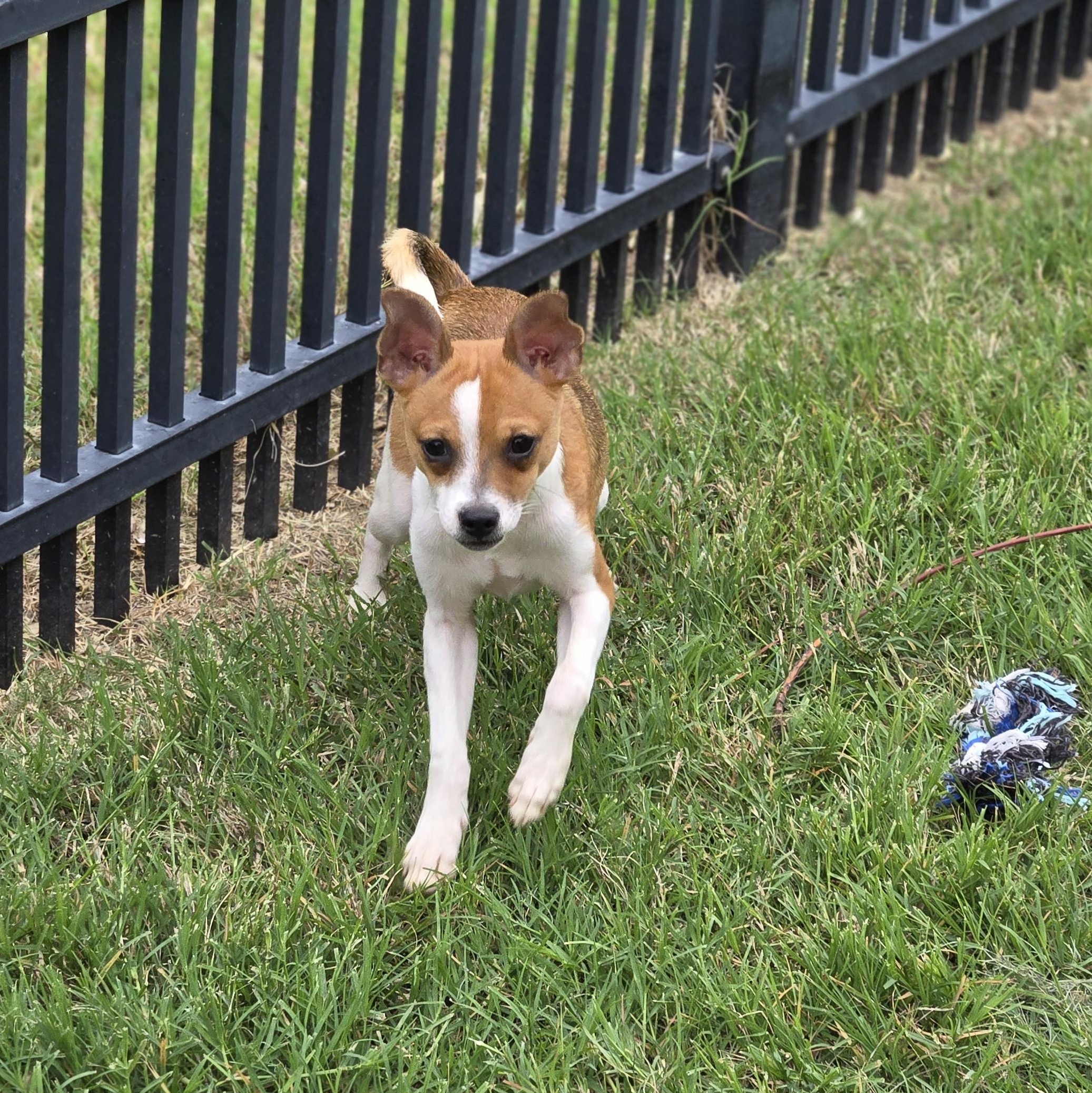 Enlarge Ron, a Adoptable mixed breed in Irving, TX image 3/4