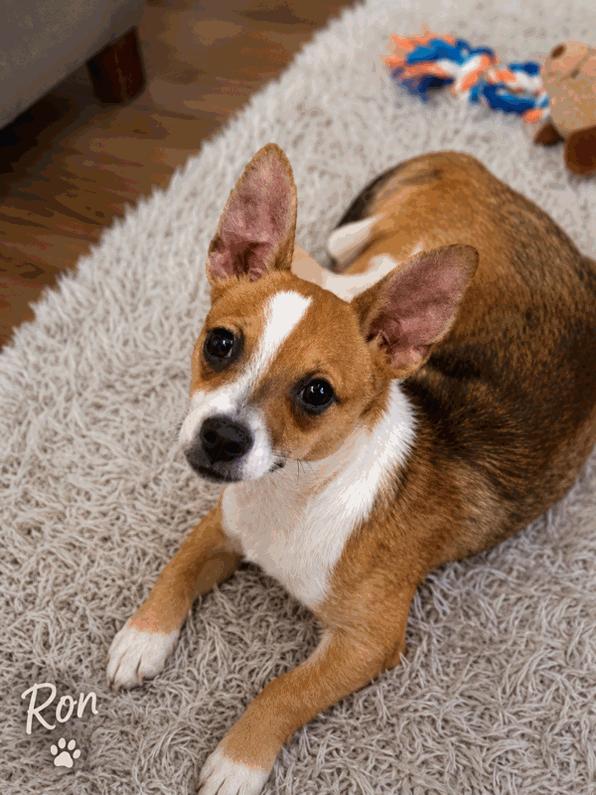 Enlarge Ron, a Adoptable mixed breed in Irving, TX image 1/4