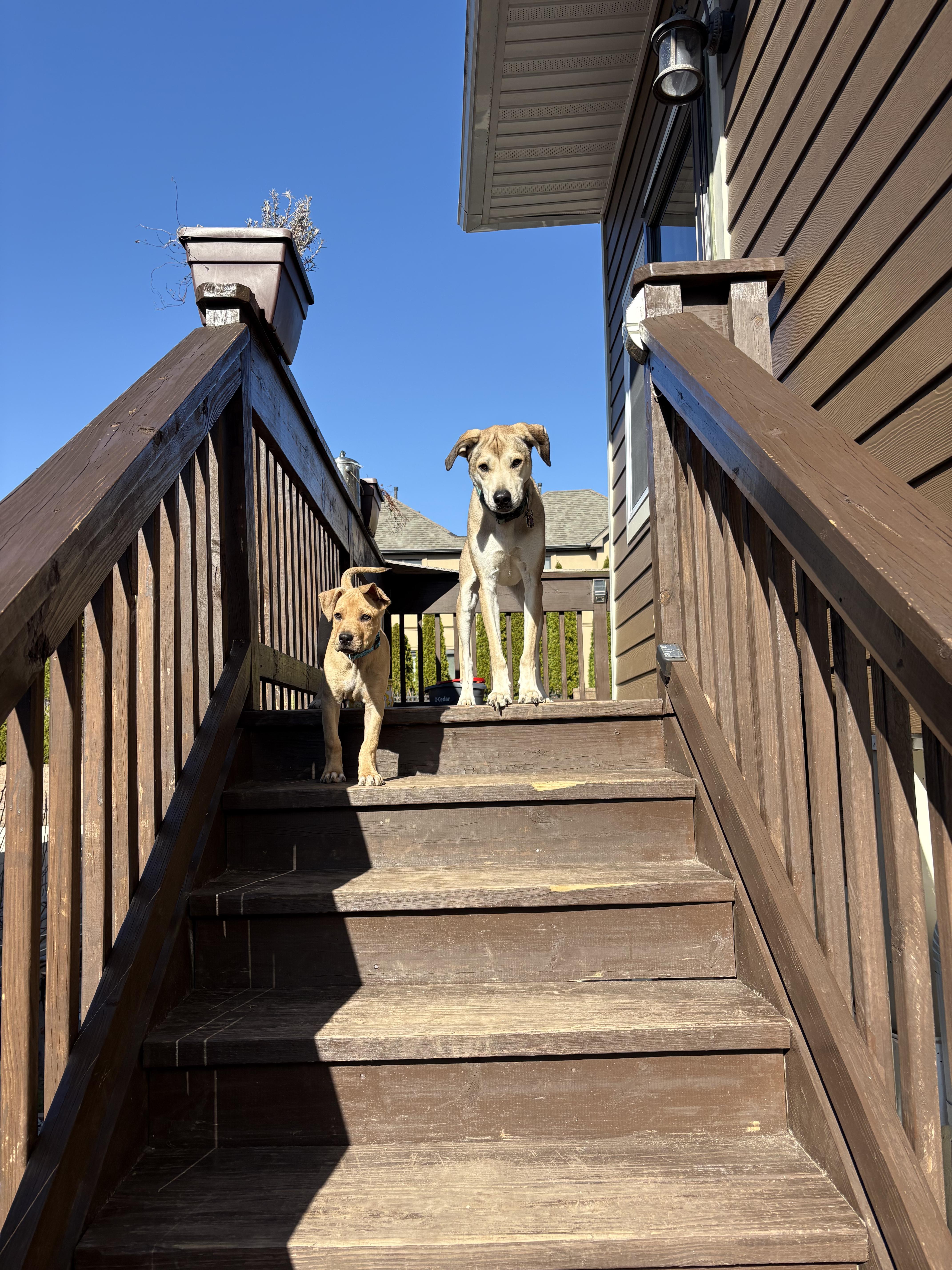 Enlarge Biscuit, a ADOPTABLE mixed breed in Staten Island, NY image 6/6