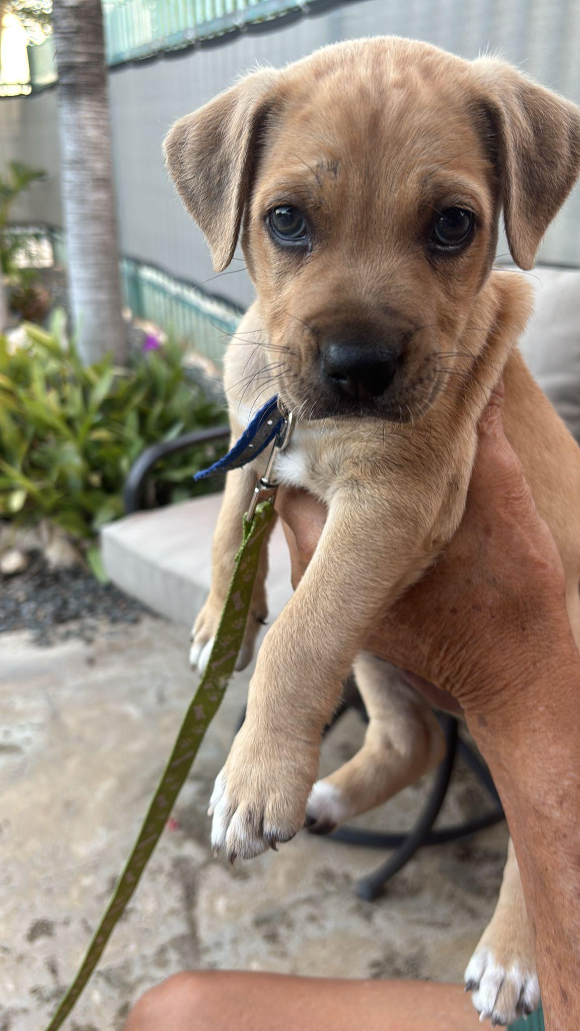 Enlarge Biscuit, a ADOPTABLE mixed breed in Glen Rock, NJ image 4/4