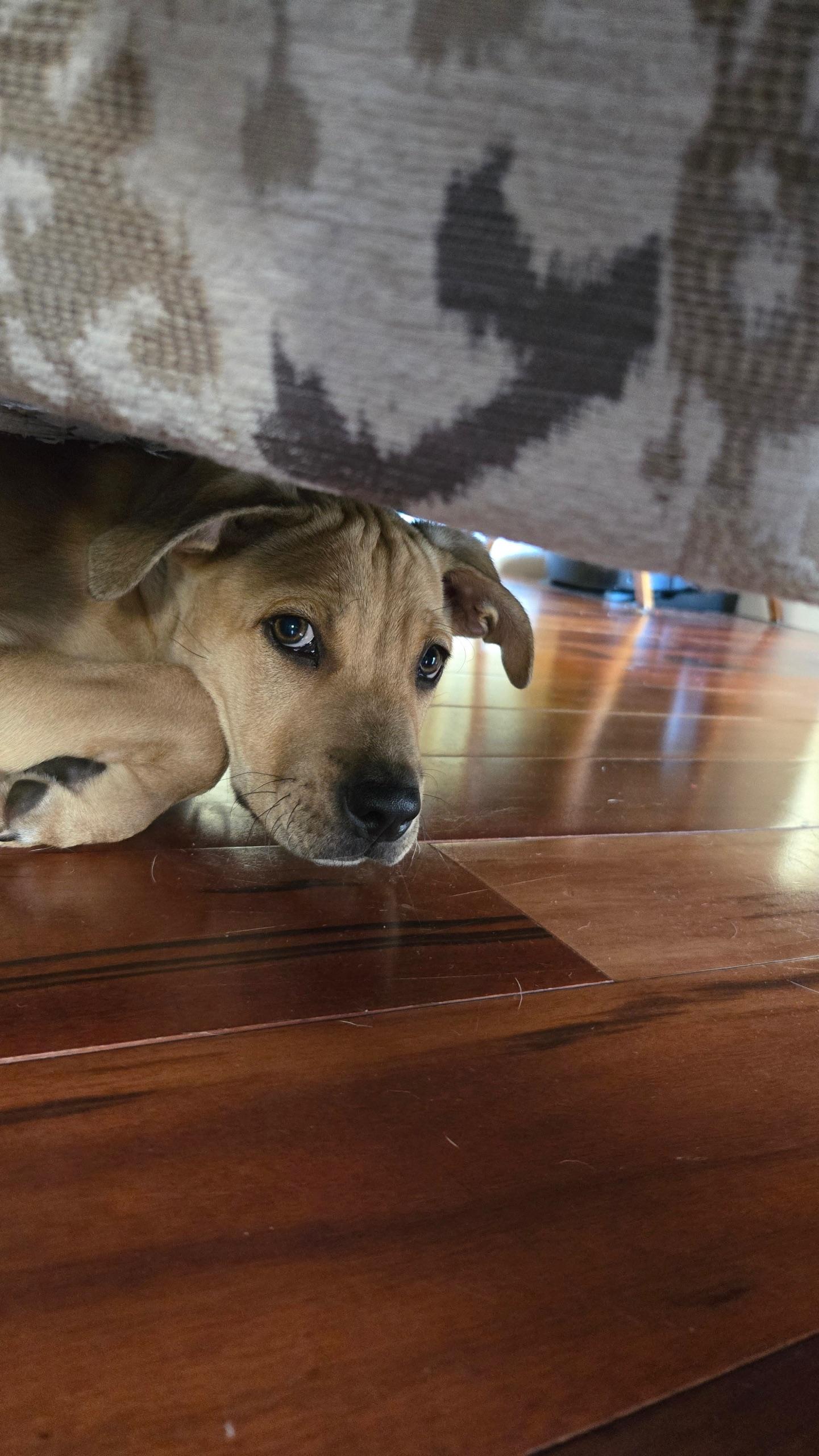 Enlarge Biscuit, a ADOPTABLE mixed breed in Staten Island, NY image 3/6