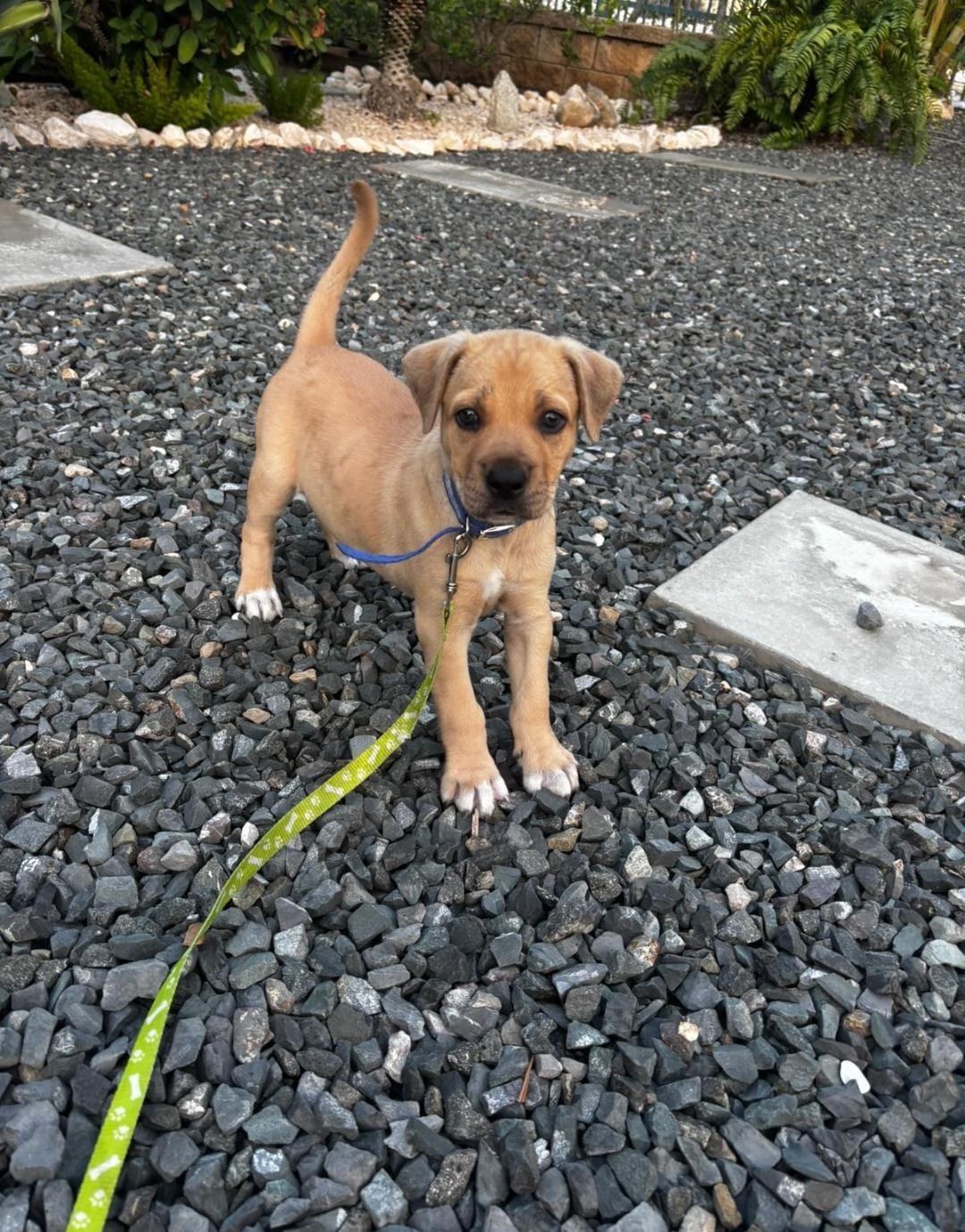 Biscuit, ADOPTABLE, Puppy Male Puggle.