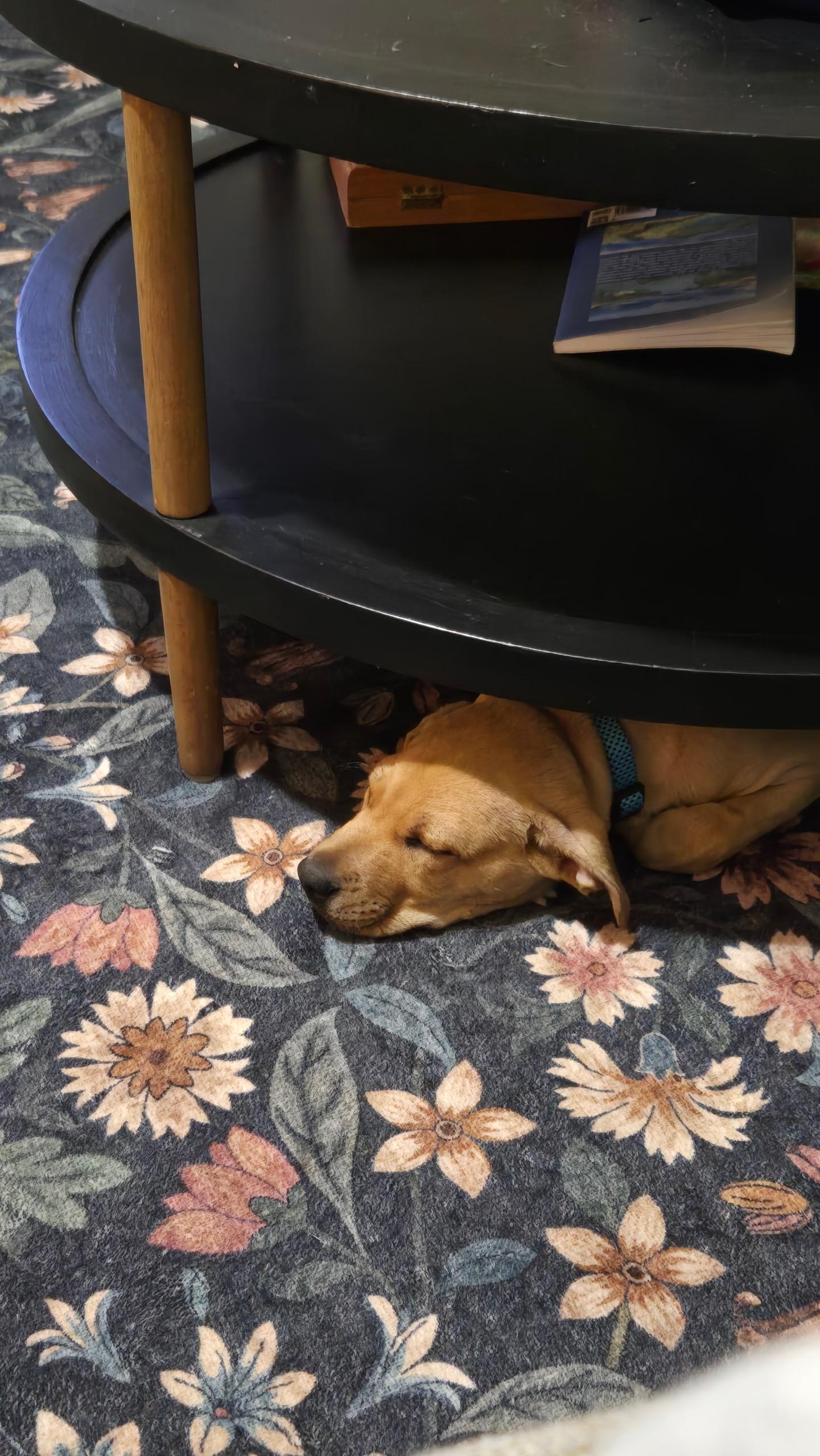 Enlarge Biscuit, a ADOPTABLE mixed breed in Staten Island, NY image 5/6