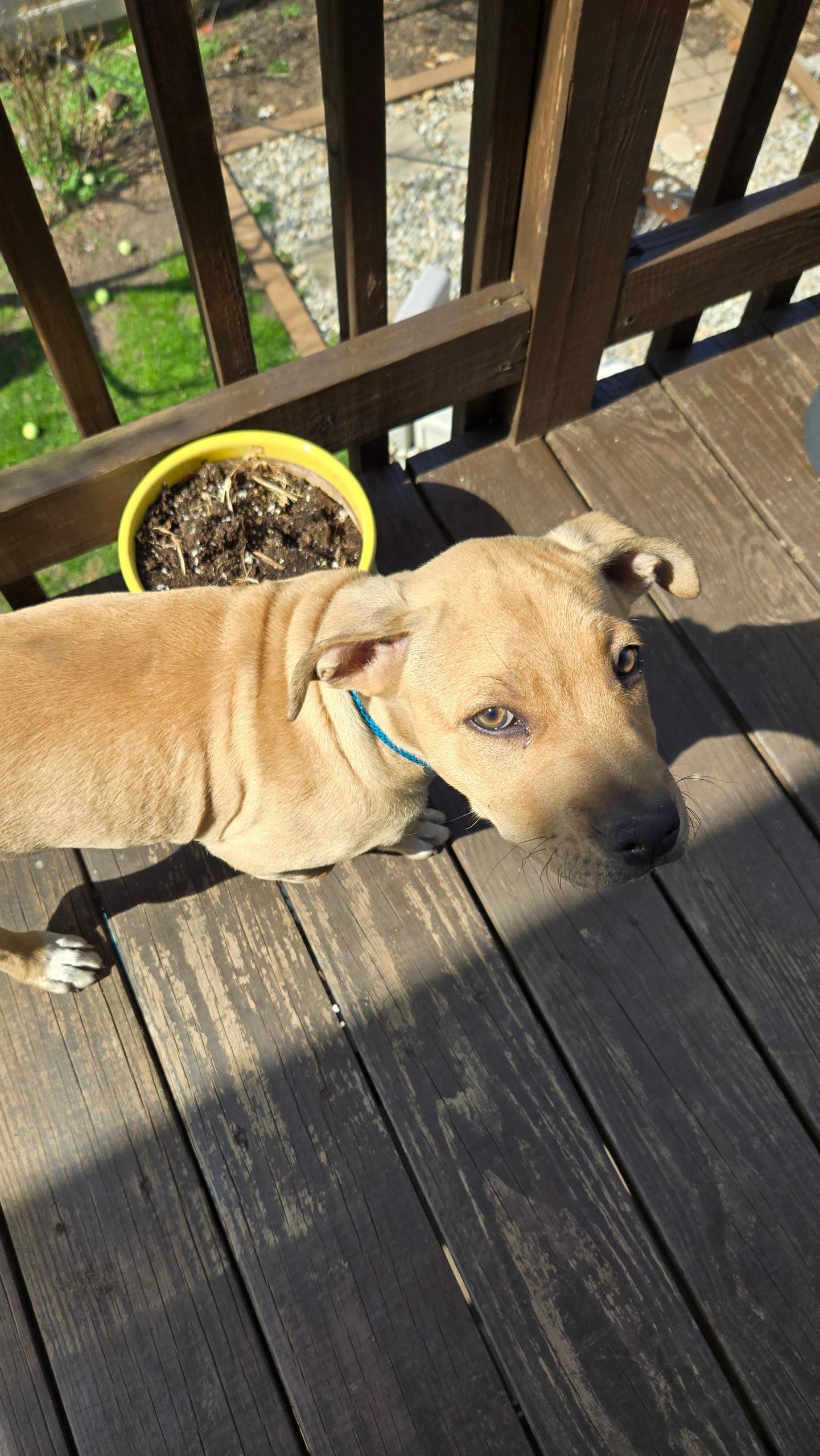 Enlarge Biscuit, a ADOPTABLE mixed breed in Staten Island, NY image 4/6