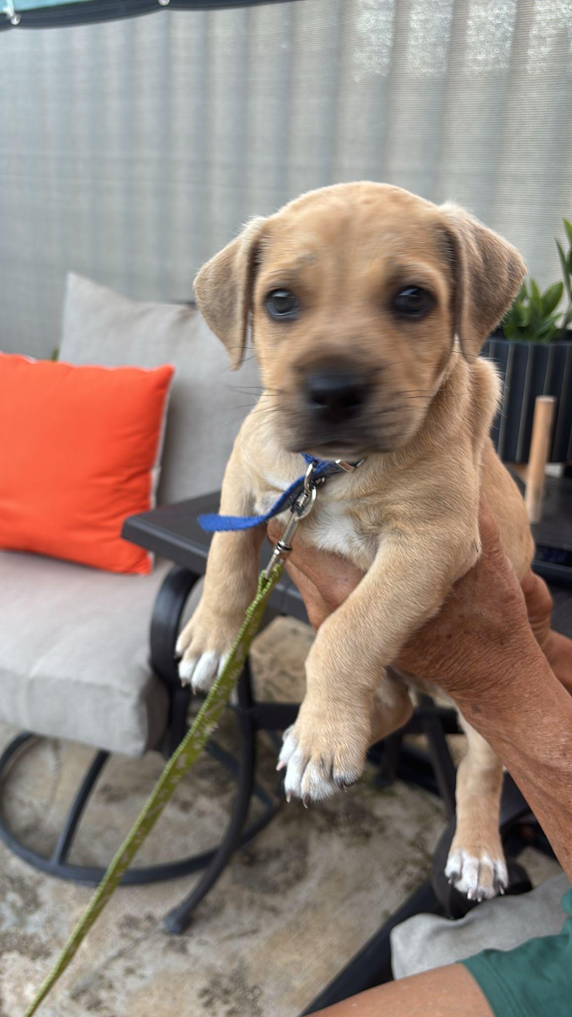 Biscuit, ADOPTABLE, Puppy Male Puggle.