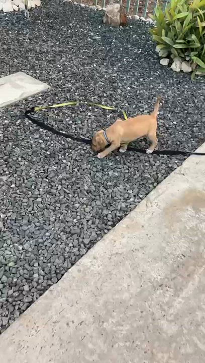 Enlarge Biscuit, a ADOPTABLE mixed breed in Glen Rock, NJ video 1/4