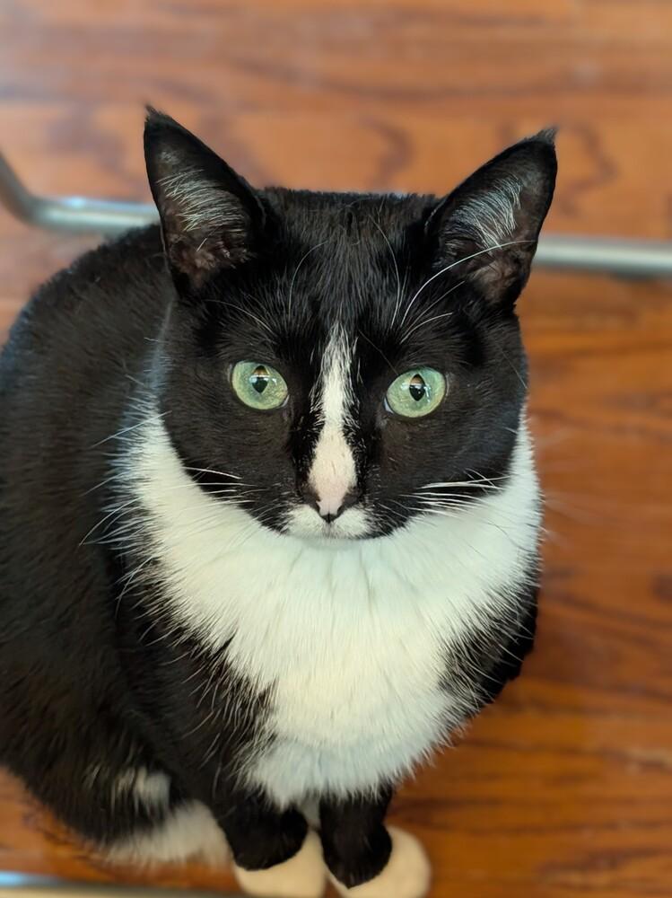 Enlarge Polly, a Adoptable Domestic Short Hair in Statesville, NC image 1/1