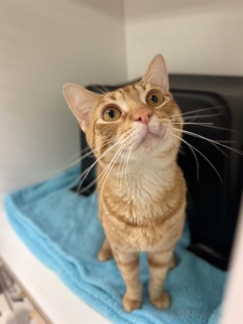 TANNER, Adoptable, Young Male Domestic Short Hair.