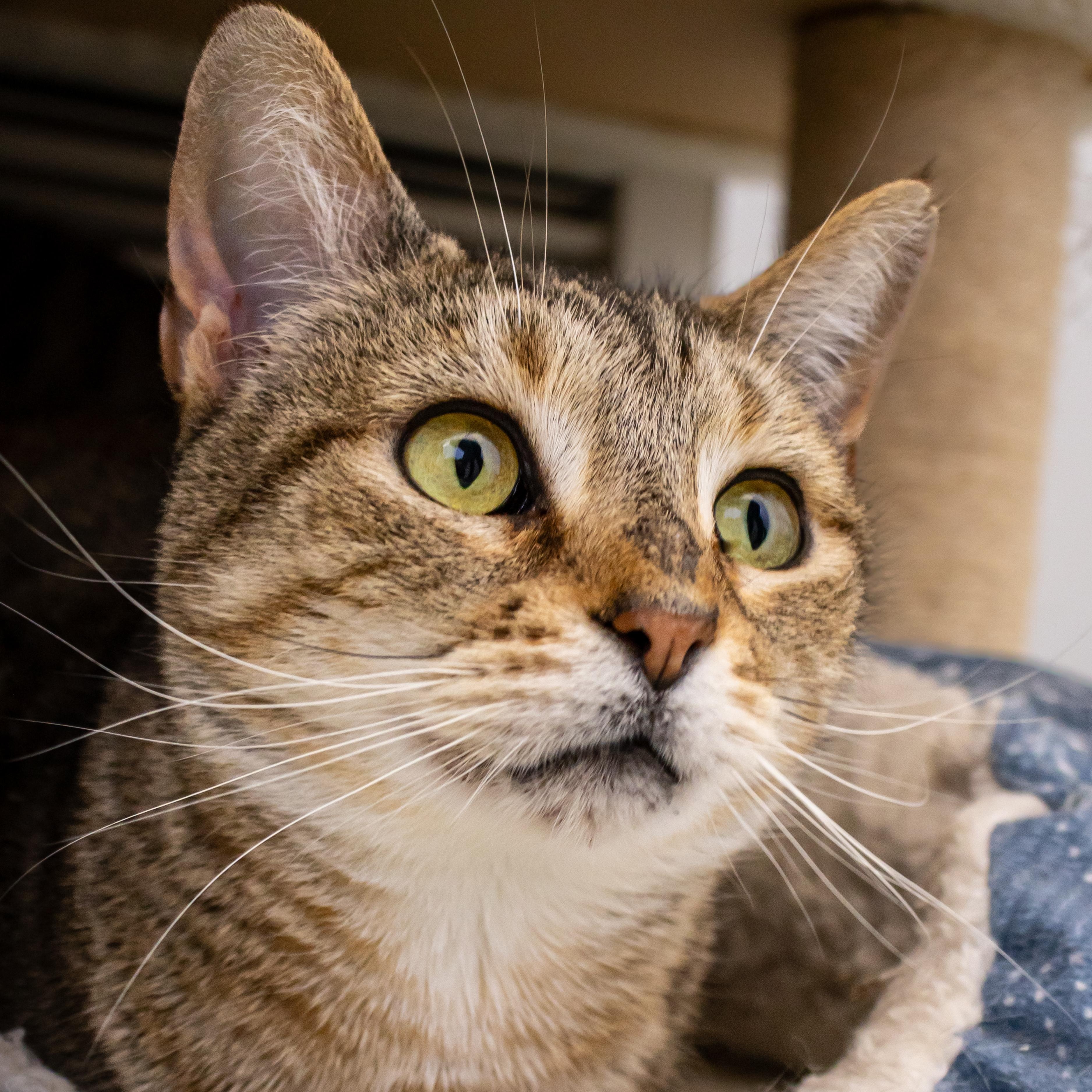 Norma, an adoptable Domestic Short Hair in Richland Center, WI, 53581 | Photo Image 1