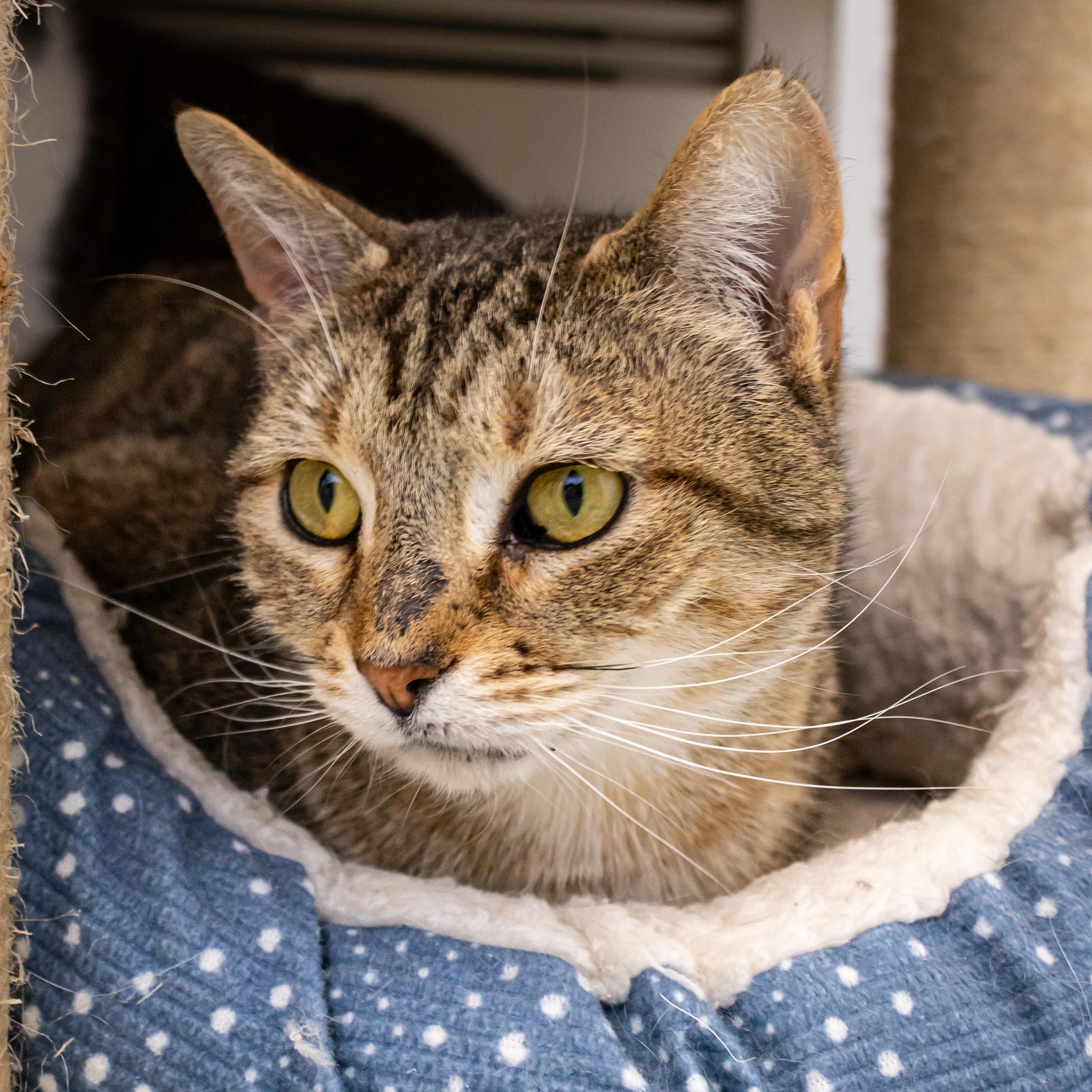Norma, an adoptable Domestic Short Hair in Richland Center, WI, 53581 | Photo Image 3