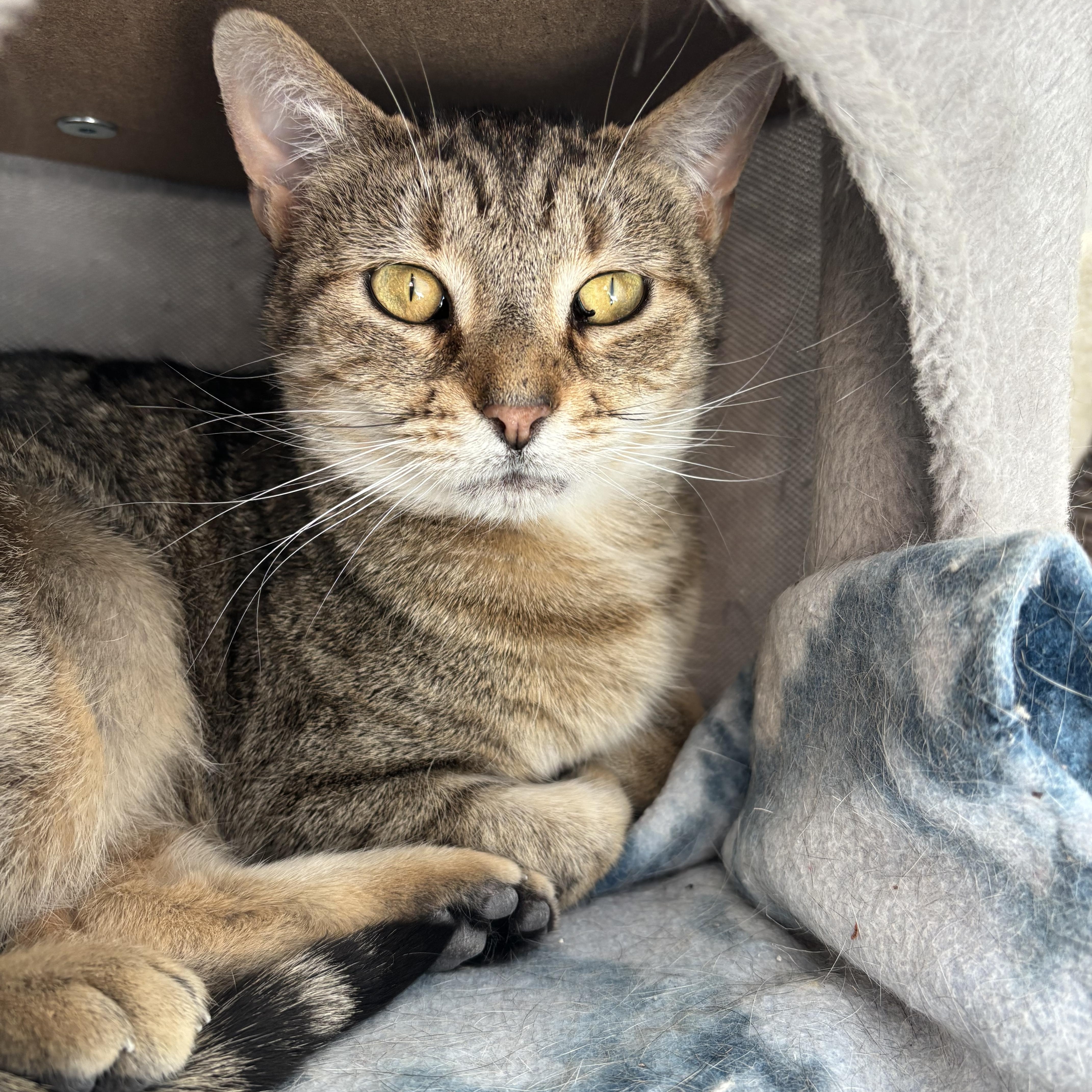 Norma, an adoptable Domestic Short Hair in Richland Center, WI, 53581 | Photo Image 6