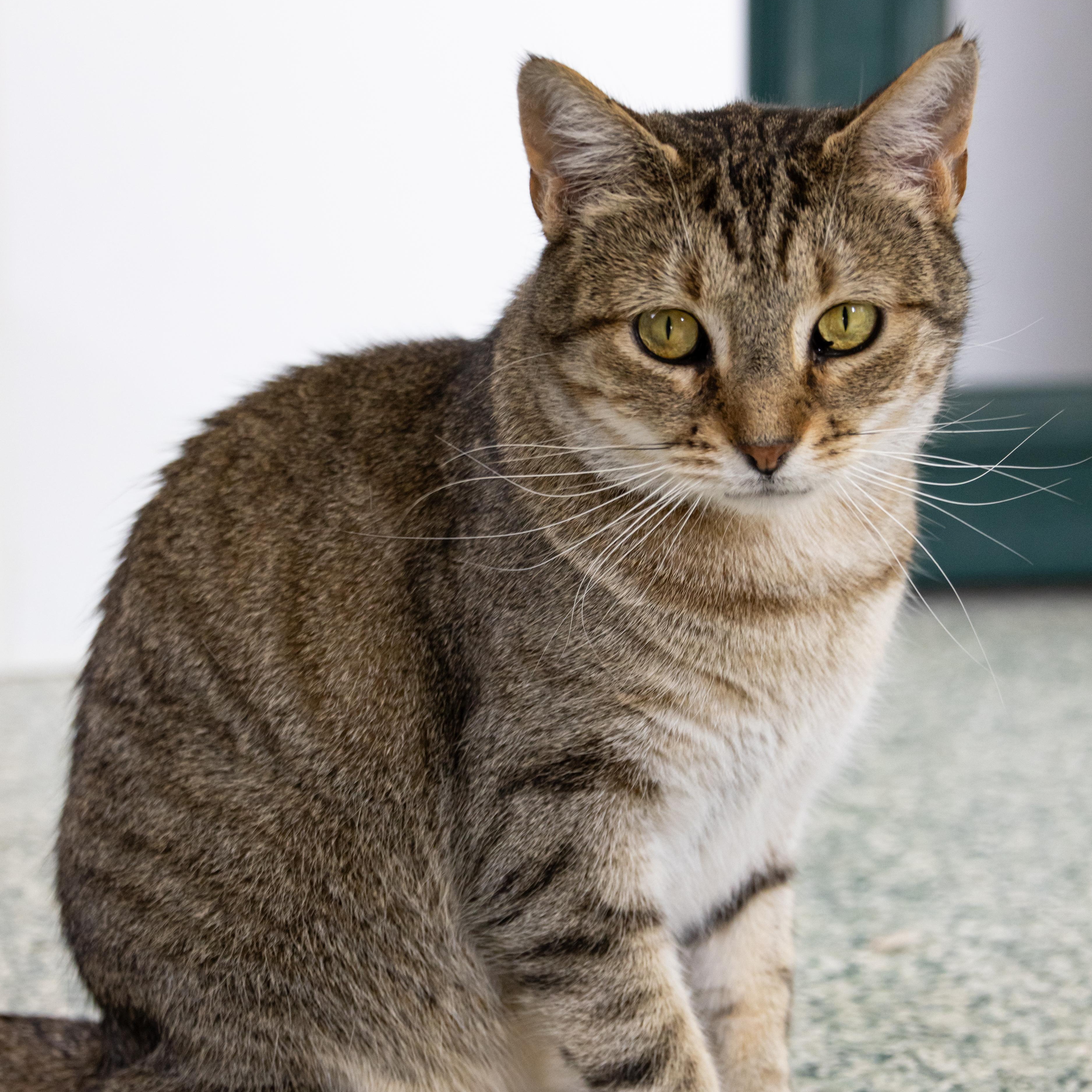 Norma, an adoptable Domestic Short Hair in Richland Center, WI, 53581 | Photo Image 4
