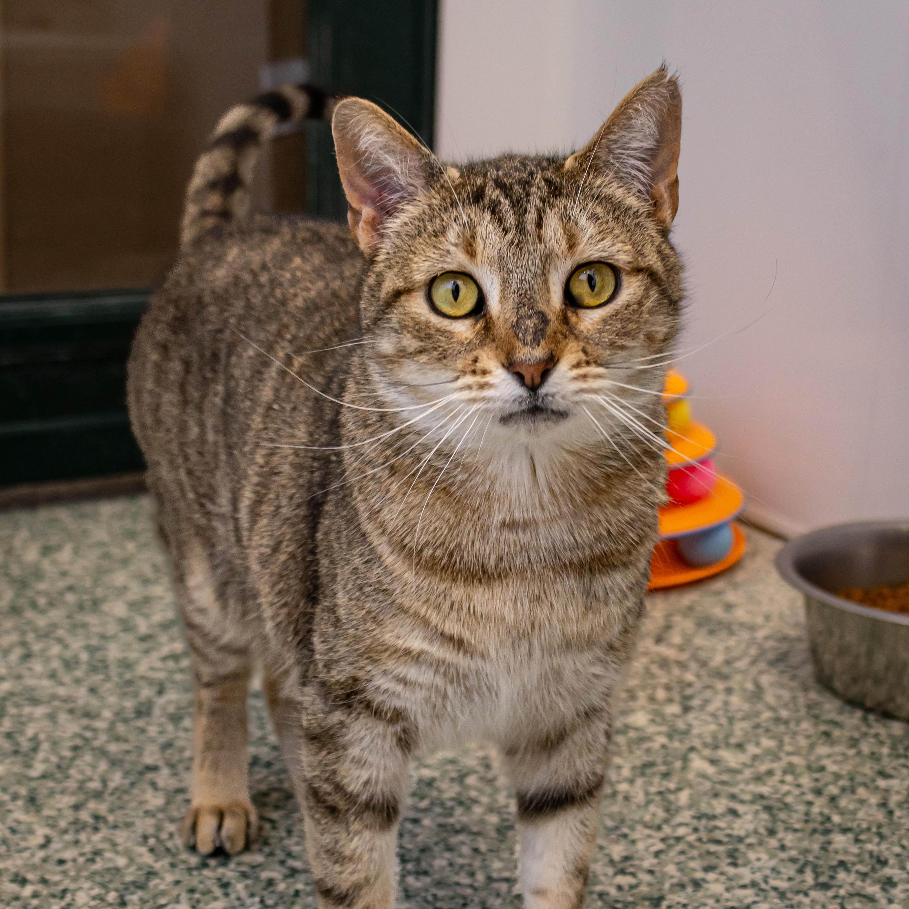 Norma, an adoptable Domestic Short Hair in Richland Center, WI, 53581 | Photo Image 5