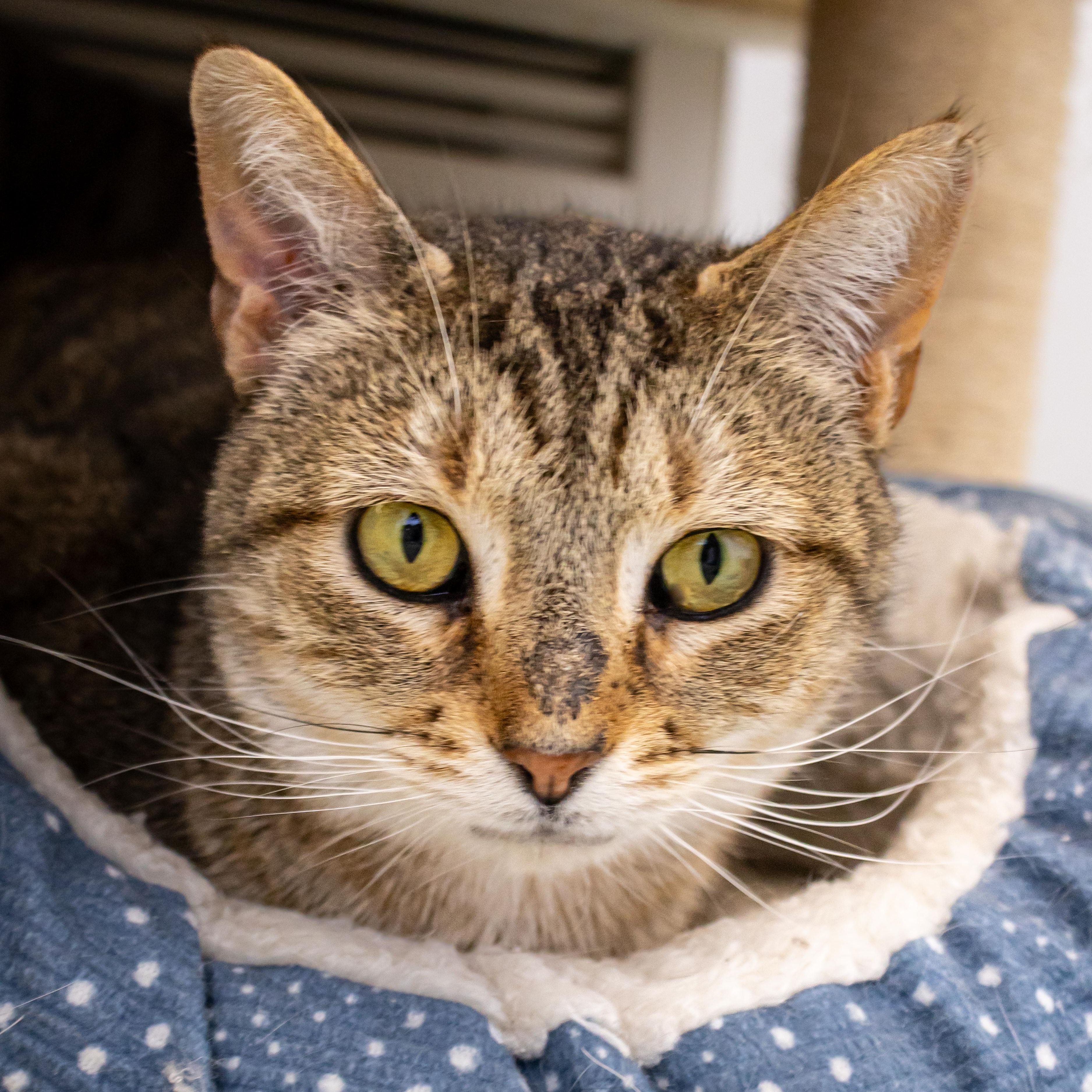 Norma, an adoptable Domestic Short Hair in Richland Center, WI, 53581 | Photo Image 2