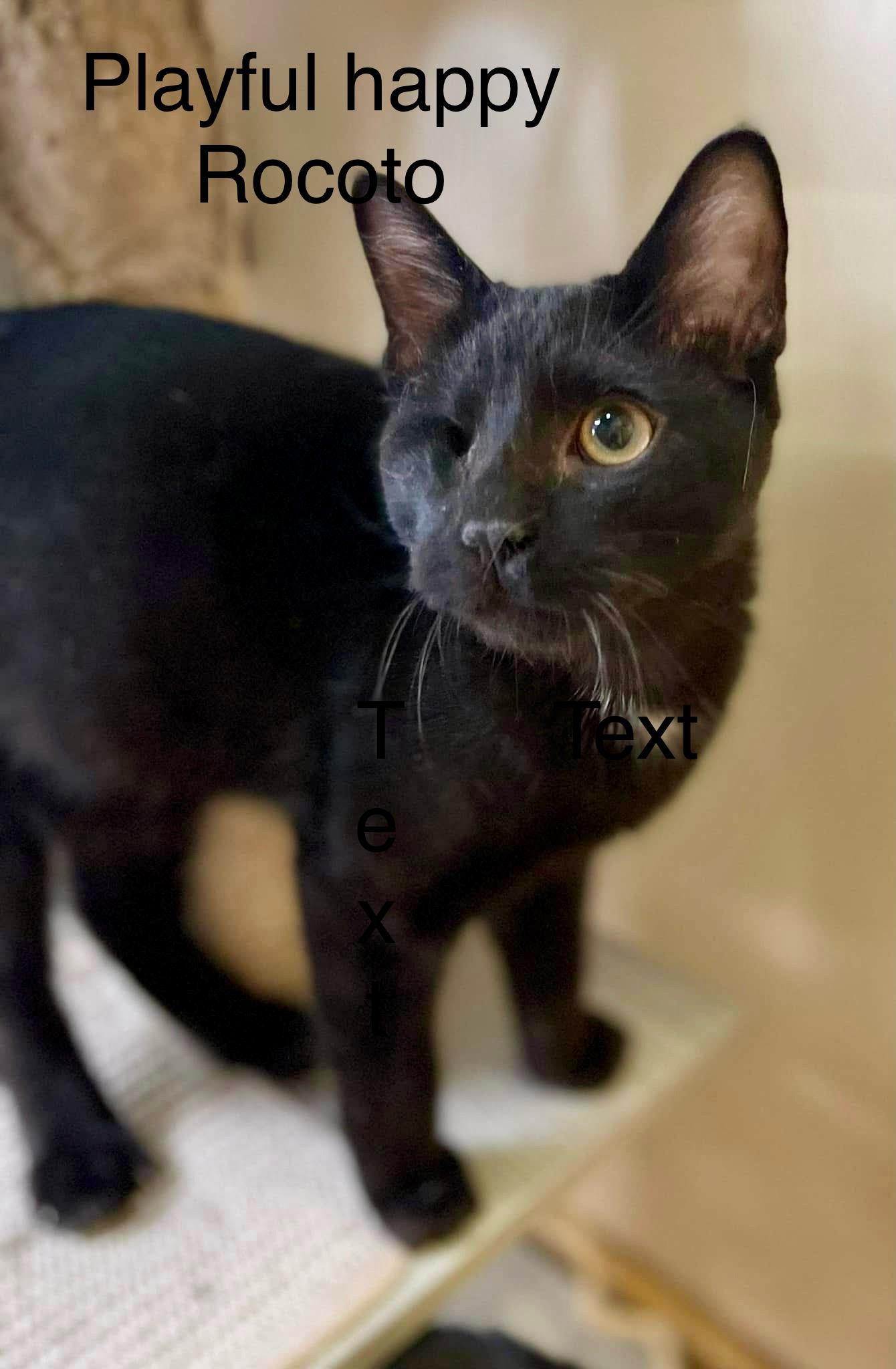 Rocoto 1 eye love muffin, a Adoptable Domestic Short Hair in Jackson, GA image 3/4