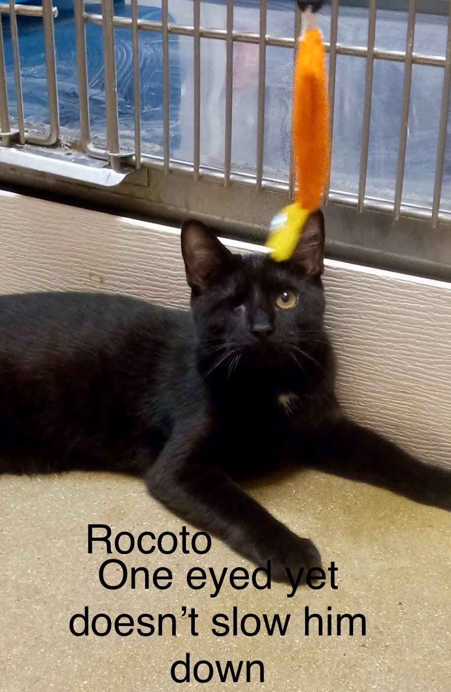 Rocoto 1 eye love muffin, a Adoptable Domestic Short Hair in Jackson, GA image 1/4
