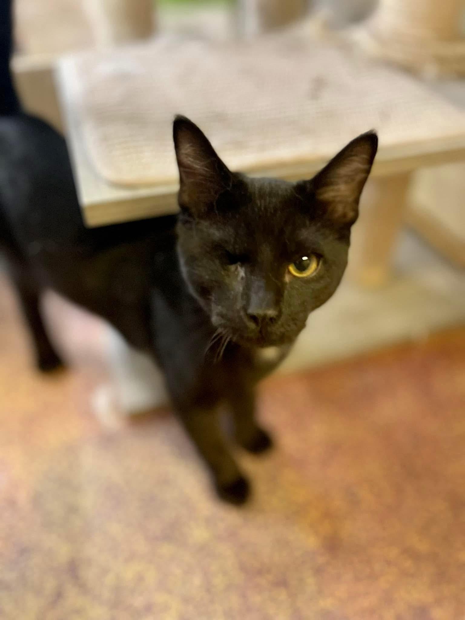 Rocoto 1 eye love muffin, a Adoptable Domestic Short Hair in Jackson, GA image 4/4