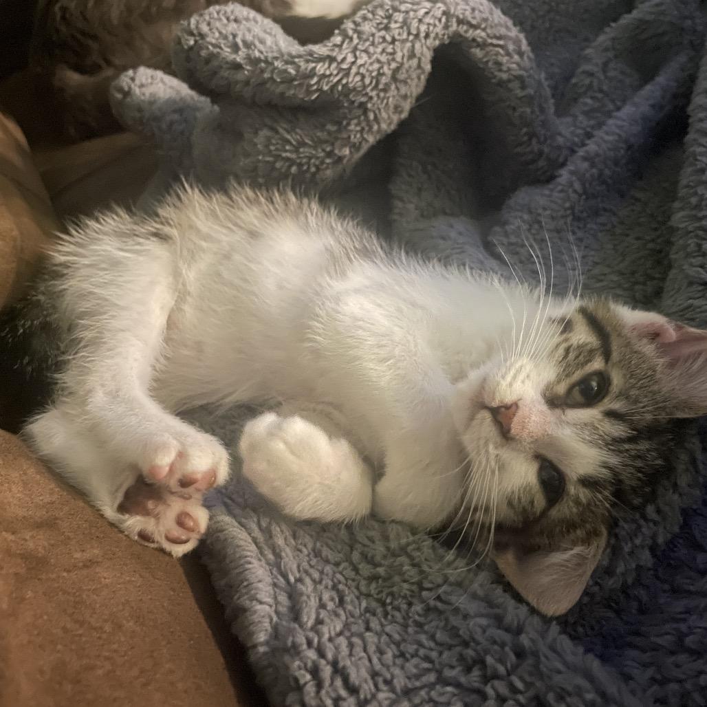 Kat, Adoptable, Kitten Female Domestic Short Hair.