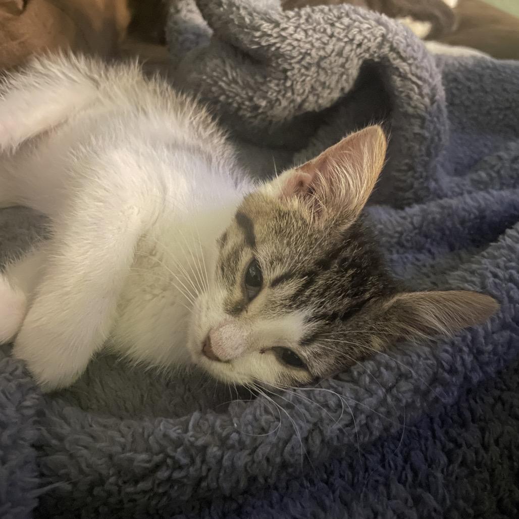 Enlarge Kat, a Adoptable Domestic Short Hair in South Haven, MI image 2/6