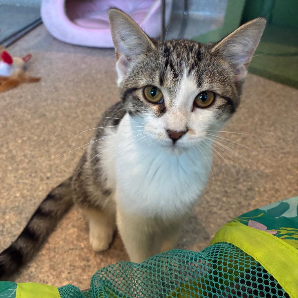 Enlarge Kat, a Adoptable Domestic Short Hair in South Haven, MI image 3/6