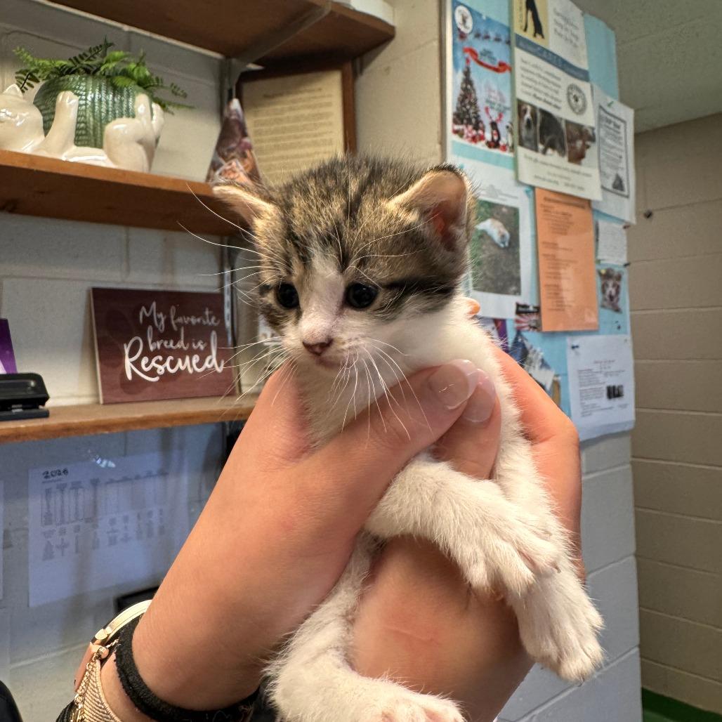 Enlarge Kat, a Adoptable Domestic Short Hair in South Haven, MI image 4/6